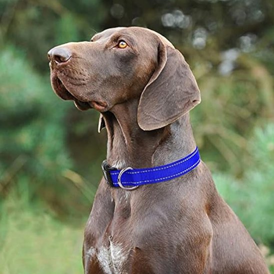 chien assis avec collier pour chien bleu