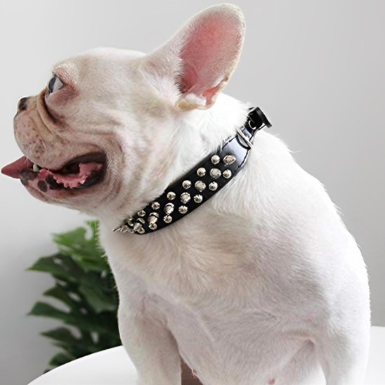  chien assis avec collier pour chien cloute noir 