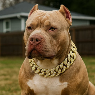 chien assis avec collier pour chien doré et zirconium