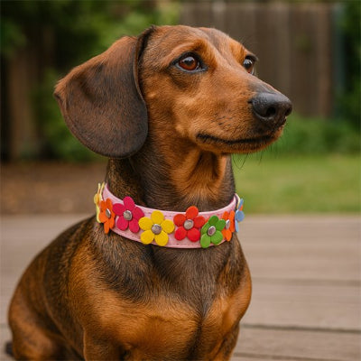 chien assis avec collier pour chien Flowers rose