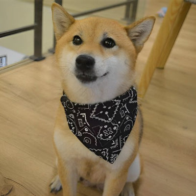 chien assis avec collier pour chien noir et encart