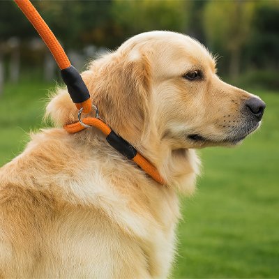 chien assis avec collier pour chien orange