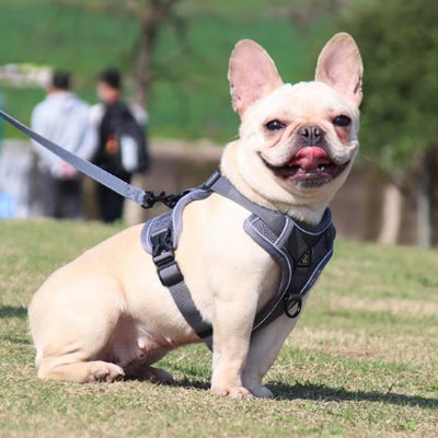 chien assis avec harnais chien anti traction gris Dynamic Control 