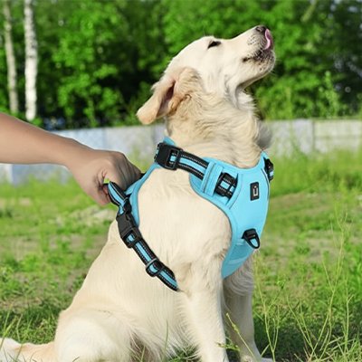 Chien assis  avec harnais chien anti traction Tactique Pro bleu