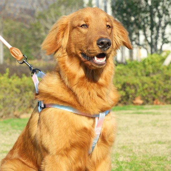 Chien assis  avec harnais chien confort Léger Prémium bleu au parc