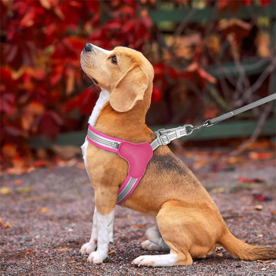 chien assis avec  harnais chien Lily rose