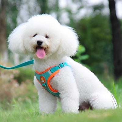 chien assis avec Harnais pour chien Douce patte bleu