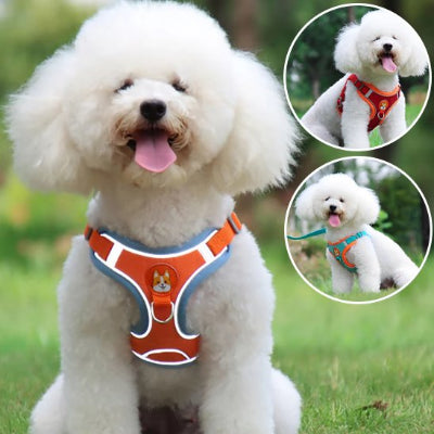 chien assis avec Harnais pour chien  Douce Patte rouge et encart