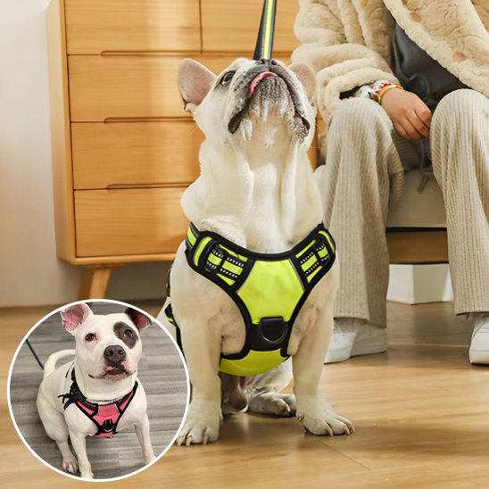 chien assis avec Harnais pour chien easywalk vert et encart