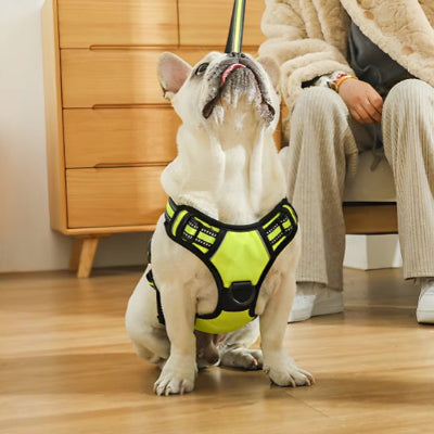 chien assis avec Harnais pour chien easywalk vert