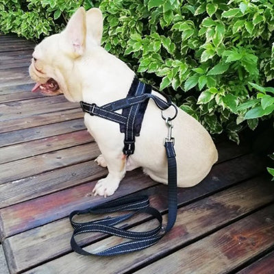 chien assis avec Harnais pour chien Sérénité noir 