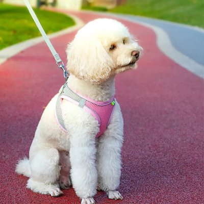 chien assis avec harnais pour petit Chien Douceur Rose