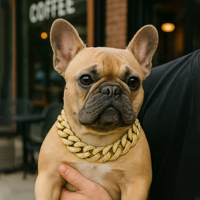 chien assis avec joli collier pour chien doré et zirconium
