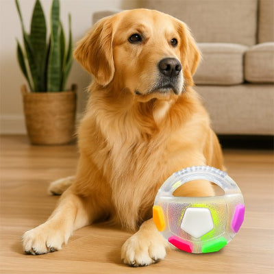 chien assis avec jouet chien Color Ball  Blanc 