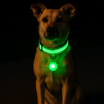 chien assis collier lumineux pour chien vert