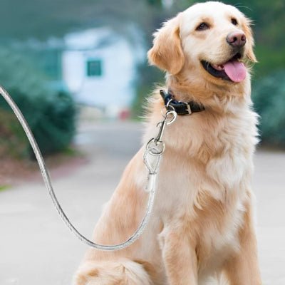 chien assis content en laisse chien