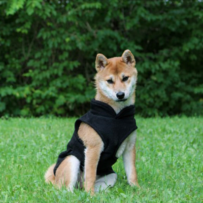 Chien assis dans l'herbe en manteau chien polaire douillet noir