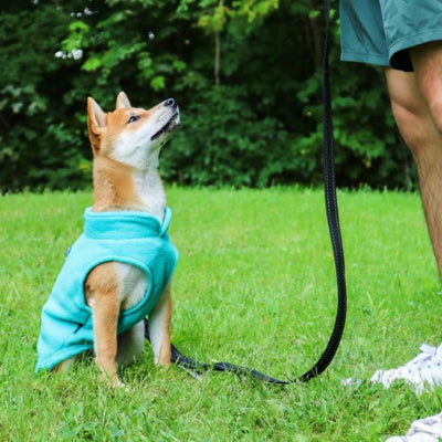 Chien assis dans l'herbe en manteau chien polaire douillet vert avec son maitre