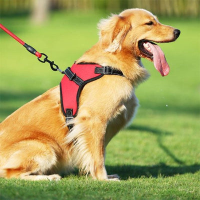 chien assis en Harnais canicross Atlas
