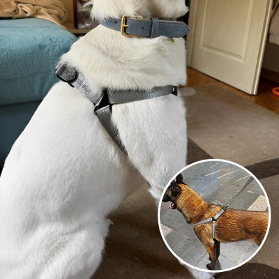 chien assis en Harnais pour chien Nomade noir et encart