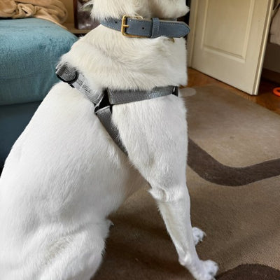 chien assis en Harnais pour chien Nomade noir 