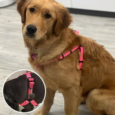 chien assis en Harnais pour chien Nomade rose et encart