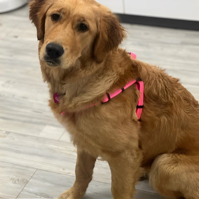 chien assis en Harnais pour chien Nomade rose 