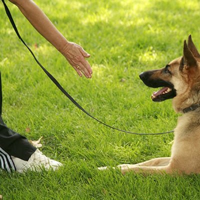 chien assis en laisse pour chien UltraGrip noire