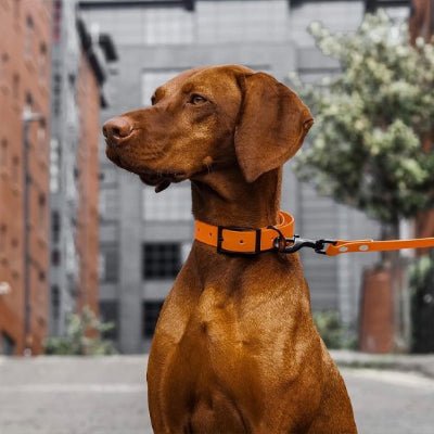 chien assis en laisses pour chiens orange