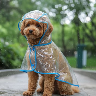 Chien assis sous la pluie avec imperméable pour chien​ Signature Pluie bleu