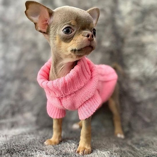 Chien assis sur un banc avec pull pour petit chien côtelé élégant rose