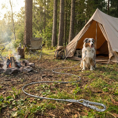 chien attaché en longe chien métal robuste en camping
