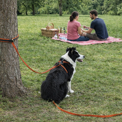 chien attache a un arbre en longe pour chien Active Door Orange avec ses maitres