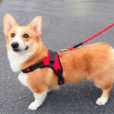 chien attaché avec Harnais canicross Atlas