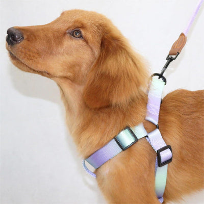 chien attaché avec harnais chien confort Léger prémium bleu
