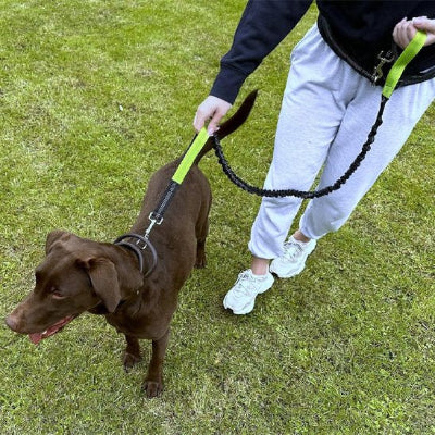 chien attache en laisse canicross avec sa maitresse
