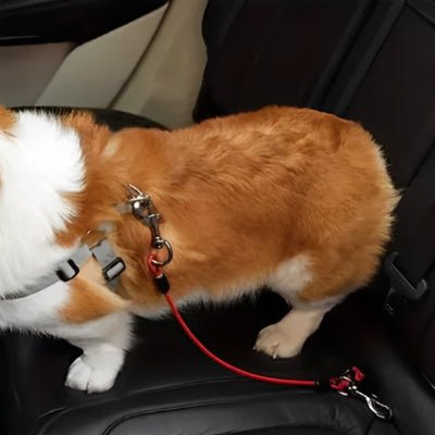 chien attache en laisse pour chien voiture rouge