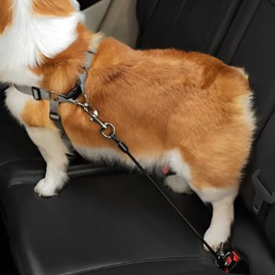 chien attache en laisse pour chien voiture