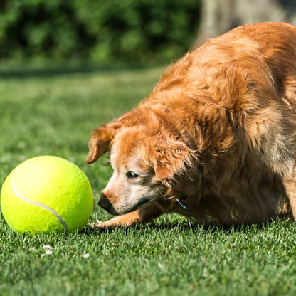 chien attrapant  sa balle pour chien Big Tennis jaune dans l'herbe