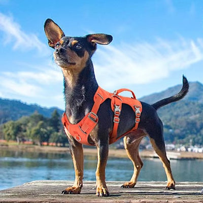 Chien au bord du lac avec Harnais pour chien Evasion orange
