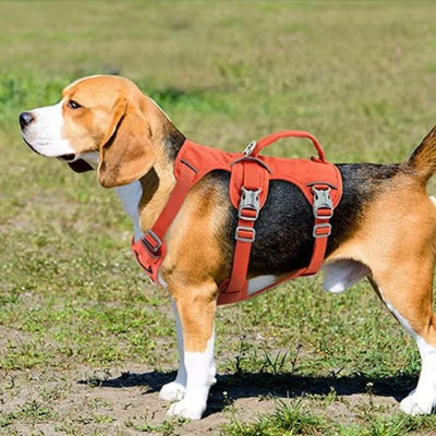 chien au parc avec Harnais pour chien Evasion orange