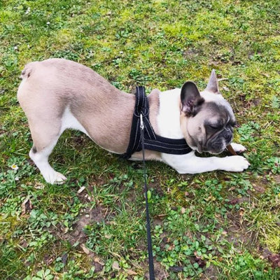 chien au parc avec Harnais pour chien Sérénité noir 