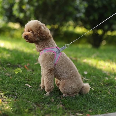 Chien au parc avec harnais pour petit Chien Douceur rose