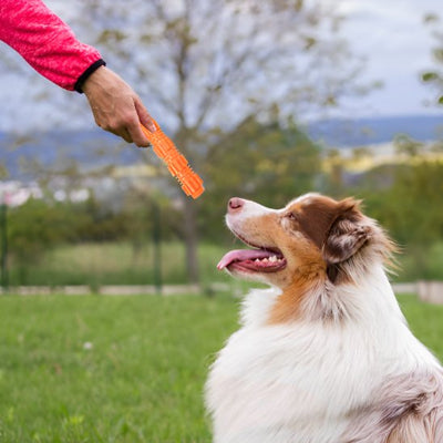 chien au parc avec un Jouet chien CroqStick orange 