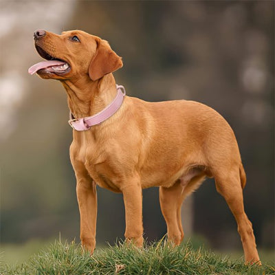 chien au parc collier cuir pour chien rose