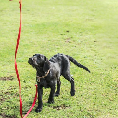 Chien au parc en longe pour chien rouge Plein Air 