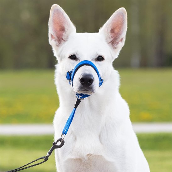 Chien au parc en muselière chien​ ​ Promenade Sereine bleu