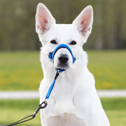 Chien au parc en muselière chien​ ​ Promenade Sereine bleu
