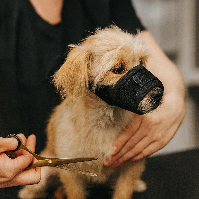 chien au toilettage en muselière petit chien airzen noir