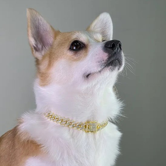 chien avec collier chien gourmette doré